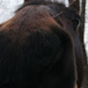 Meet your Posher, Ariana